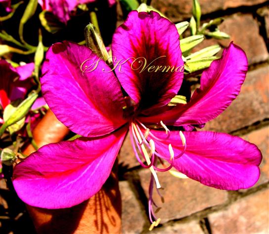  Flower